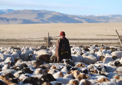 Un éleveur mongol avec ses moutons et chèvres