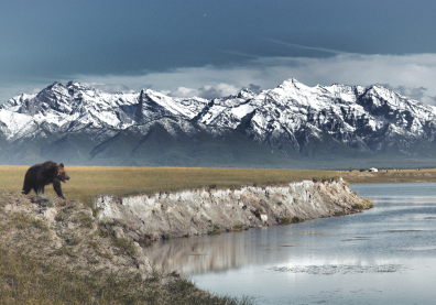Un paysage au bord d'un lac où un ours se promène et en fond des montagnes enneigées.