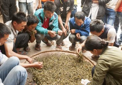 Nyot Ou Tea, la création d’une coopérative de thé au Nord Laos