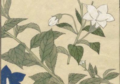 dessin japobais de fleurs