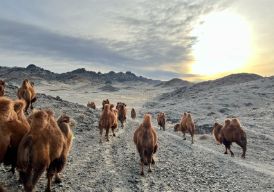 Un troupeau de chameaux de Bactriane retourne au campement. Désert de Gobi, Mongolie.