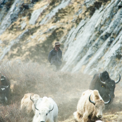 Berger et ses yaks au Népal