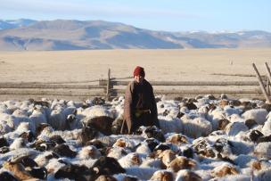 Un éleveur mongol avec ses moutons et chèvres