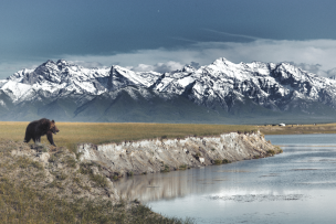 Un paysage au bord d'un lac où un ours se promène et en fond des montagnes enneigées.