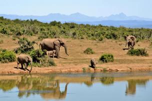 Eléphants Marchant à Côté D'un Plan D'eau, Afrique du Sud