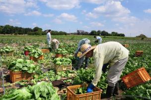 des agriculteurs japonais travaillant dans un champ