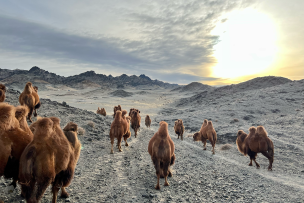 A herd of Bactrian camels returns to camp. Gobi Desert, Mongolia.